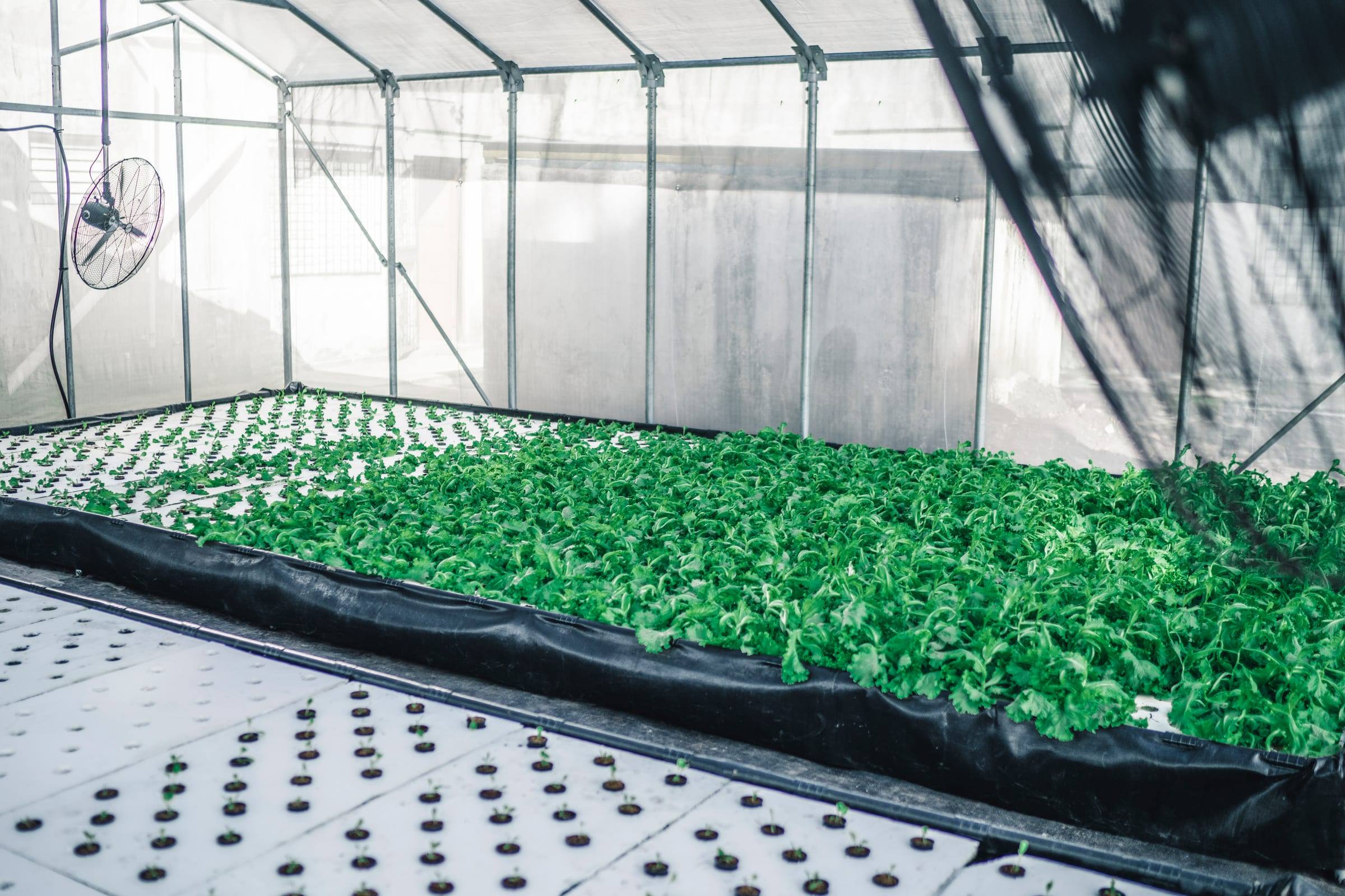 Rows of greens growing in an aquaponics greenhouse