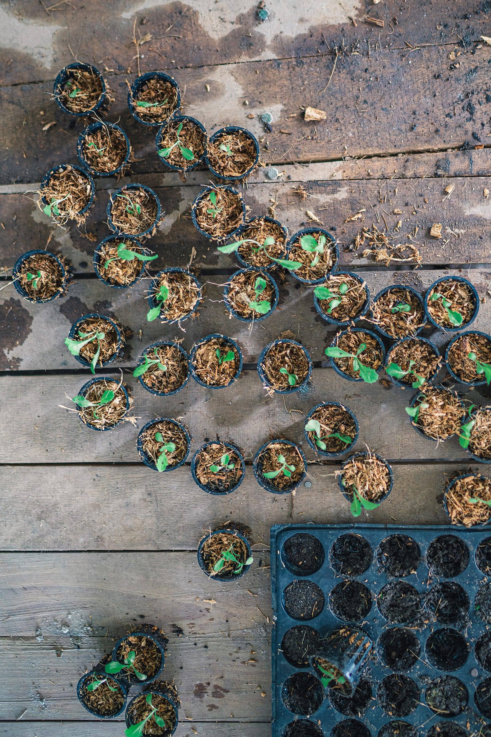 Rows of young seedlings in small pots