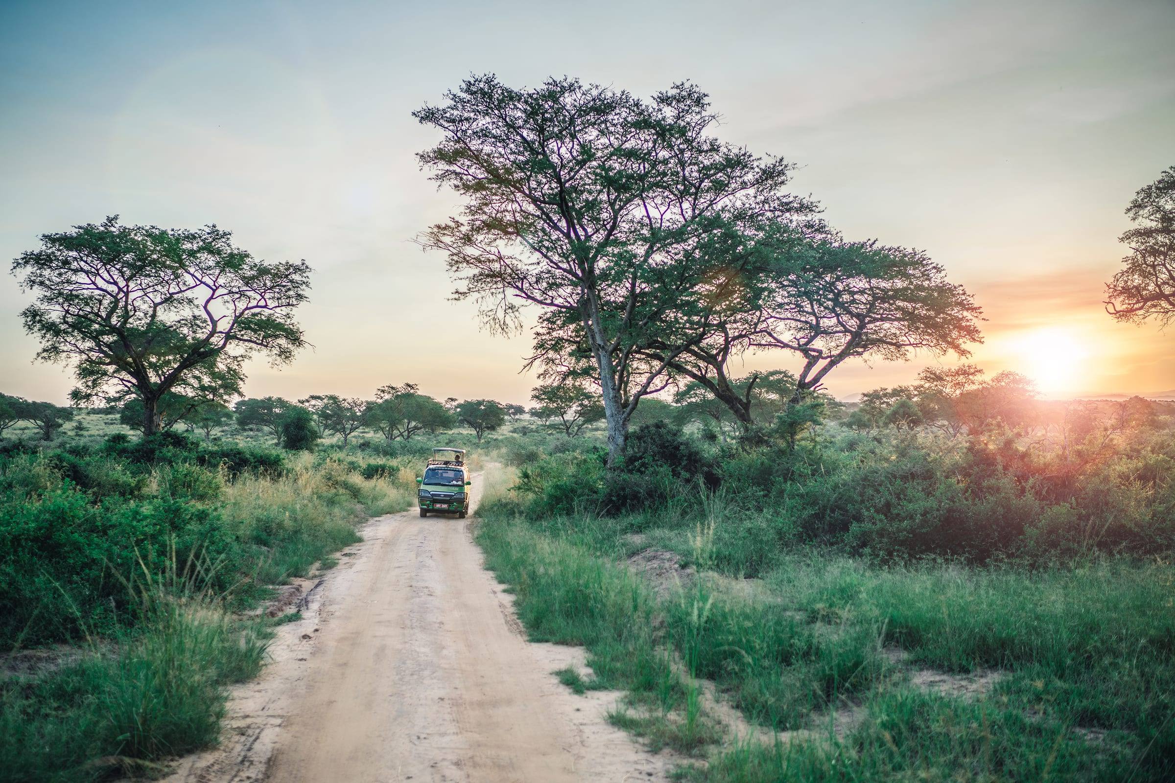 A truck travels a dirt road through the savanna at sunset